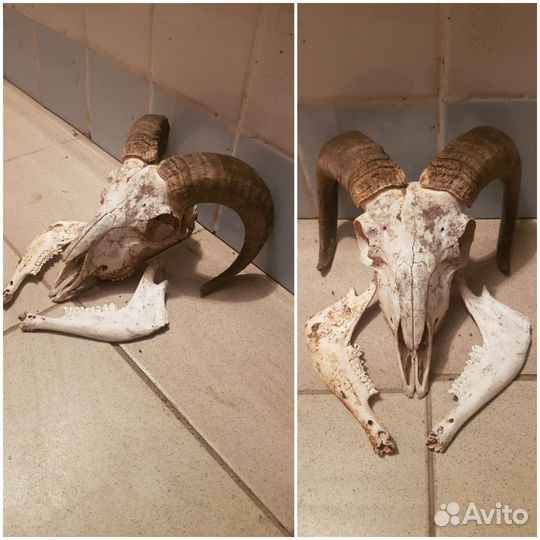 Череп барана