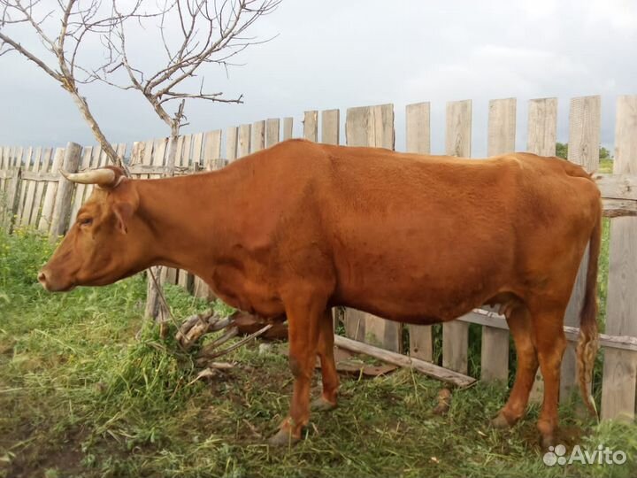 Продается Корова с теленком
