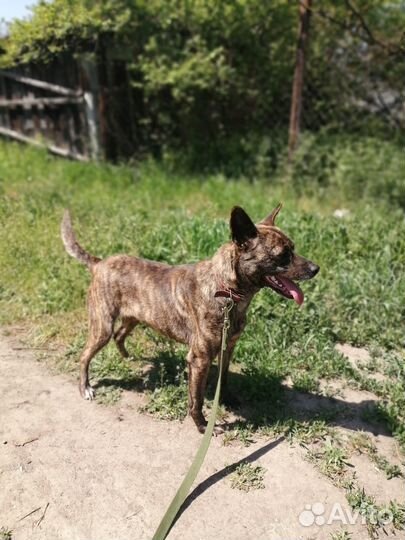 Потрясающая собака в добрые руки