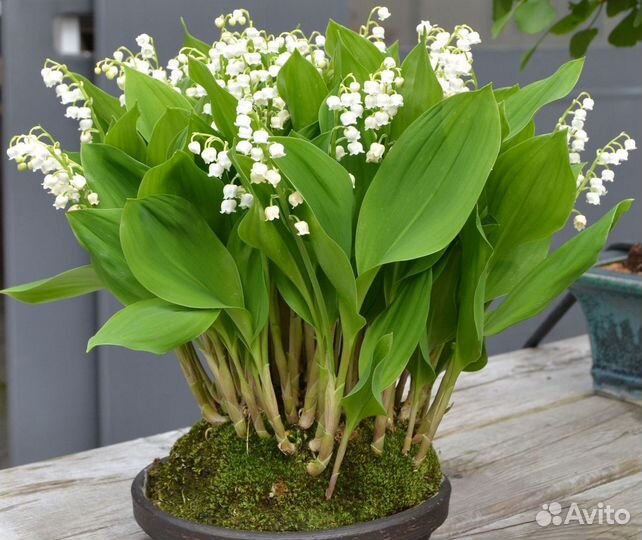 Рассада многолетних садовых цветов: лилии и др