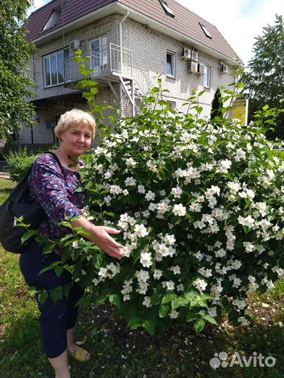 Жасмин (чубушник)