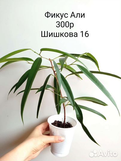 Церопегия, Алоказия, Кротон, Фикус