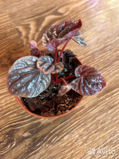 Пеперомия квито, луна рэд, абрикос