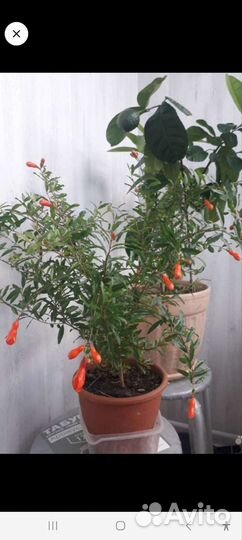 Гранат Нана