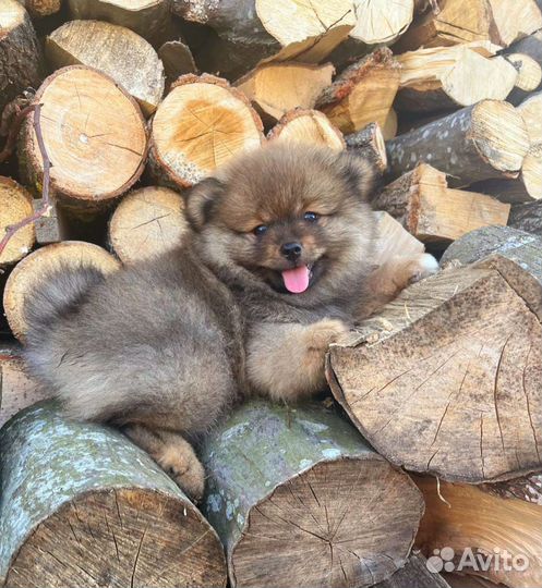 Щенки шпица