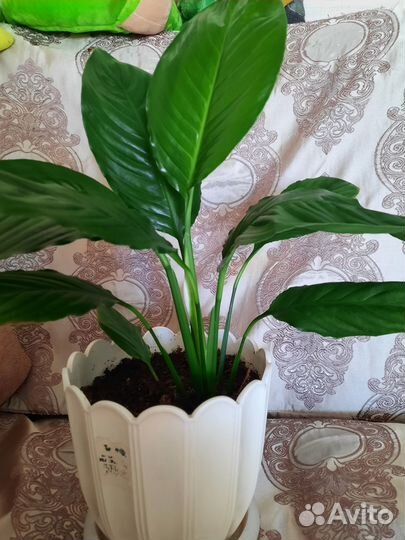 Комнатные растения цветы