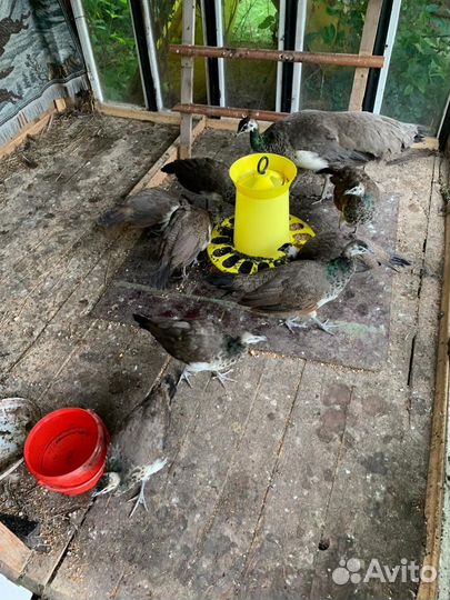 Павлины продажа