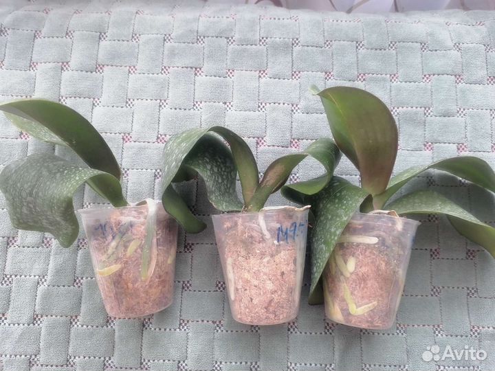 Орхидеи 1200 за 2 шт