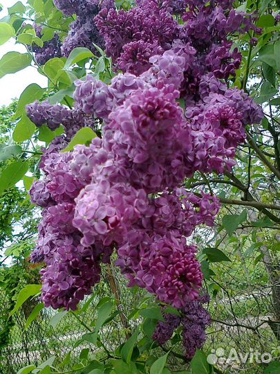 Керия декоративный кустарник, сирень