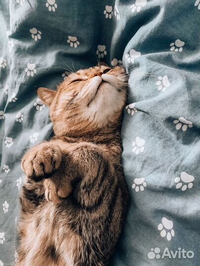 Зооняня/ передержка животных