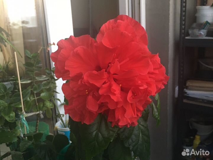 Гибискус китайская роза