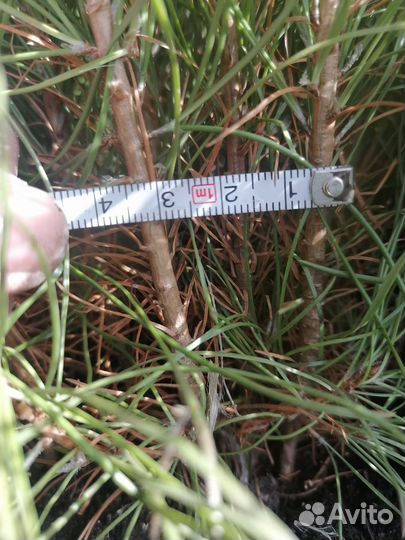 Сеянцы сосны