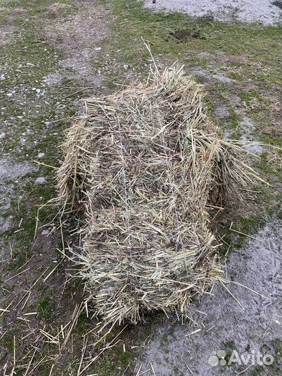 Сено суданка, Есть и люцерное