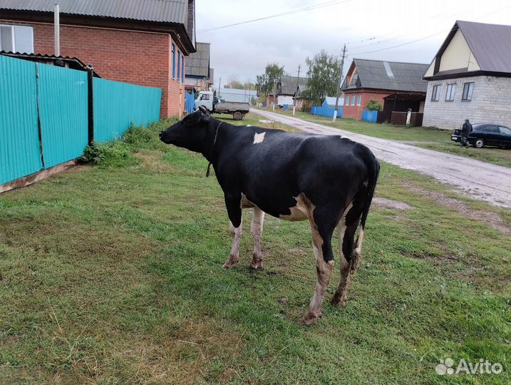 Телка стельная