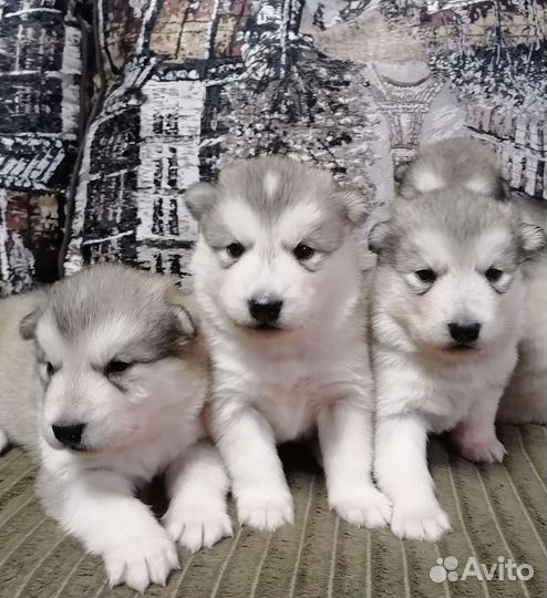 Аляскинский маламут щенки