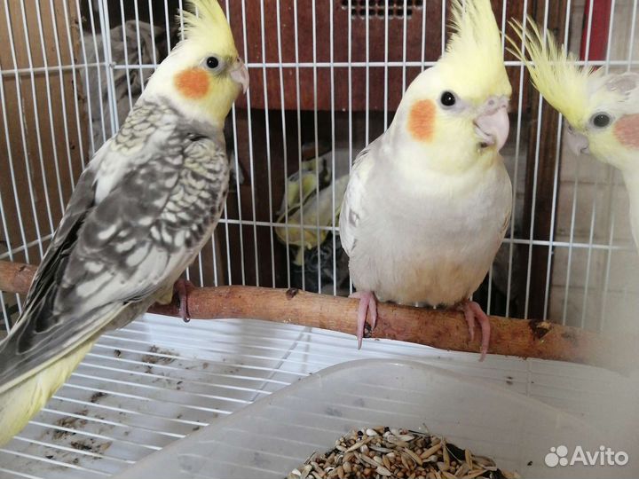 Попугай кореллы.монахи,ожереловые.(малыши) ручные