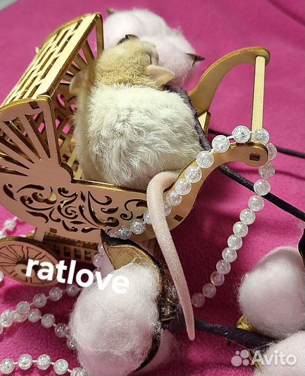 Крысята дамбо рекс девочки питомник