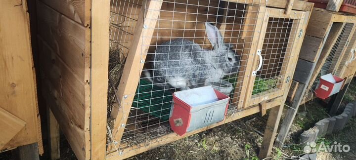 Клетка для кролика