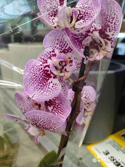 Орхидея фаленопсис