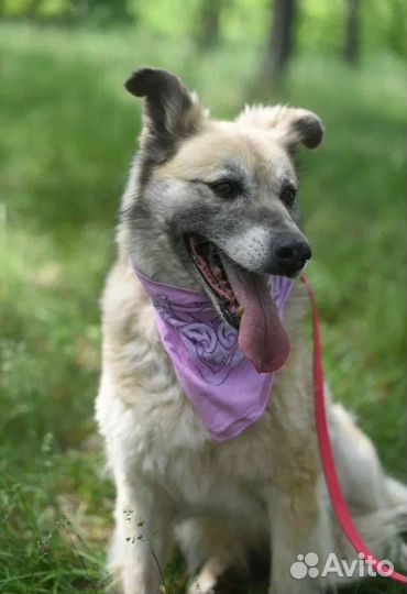 Собака в добрые руки отдам бесплатно
