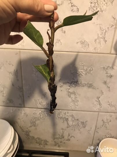 Фикус Лирата- отросток с корешками