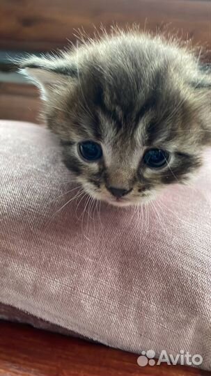 Котенок отдам бесплатно