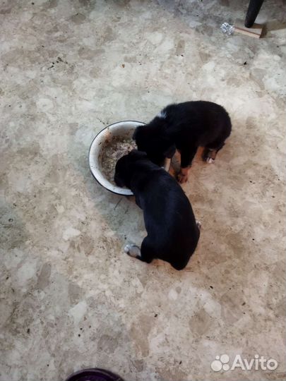 Карликовый пинчер, щенки, девочки, цена 5000