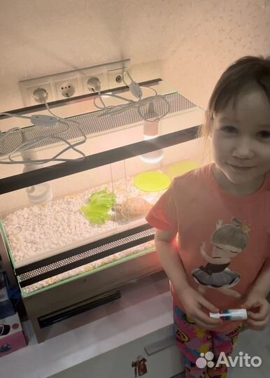 Террариум для сухопутной черепахи