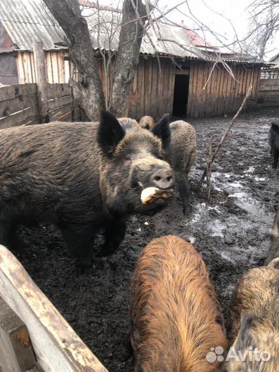 Кабан На племя