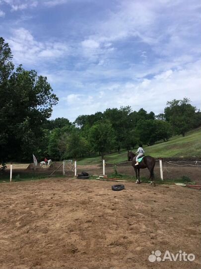 Конные прогулки,купание, фотосессии, тренировки