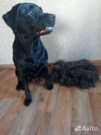 Груминг собак