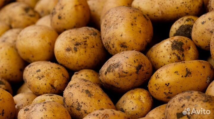 Продам картофель домашний