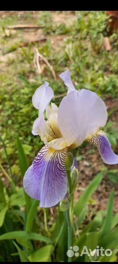 Ирисы