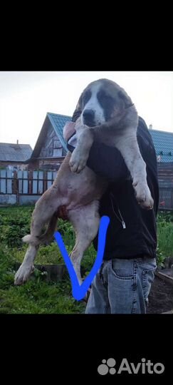 Среднеазиатская овчарка. сао. Алабай