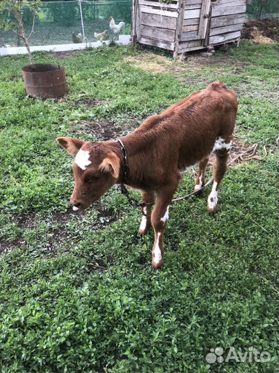 Корова телка