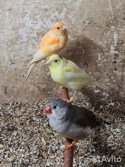 Канарейки поющие и амадины от заводчика