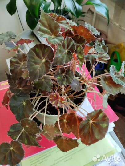 Фикус, бегония и др