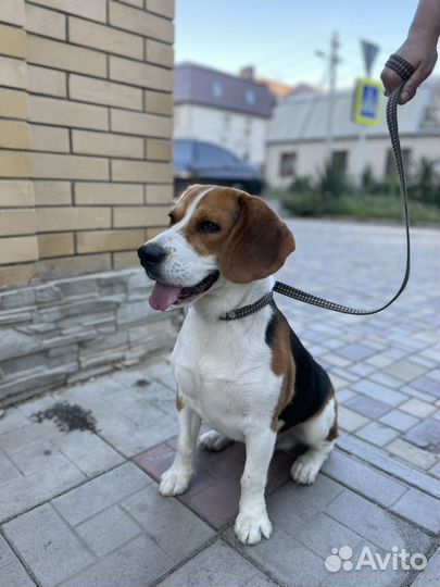 Вязка кобель бигль