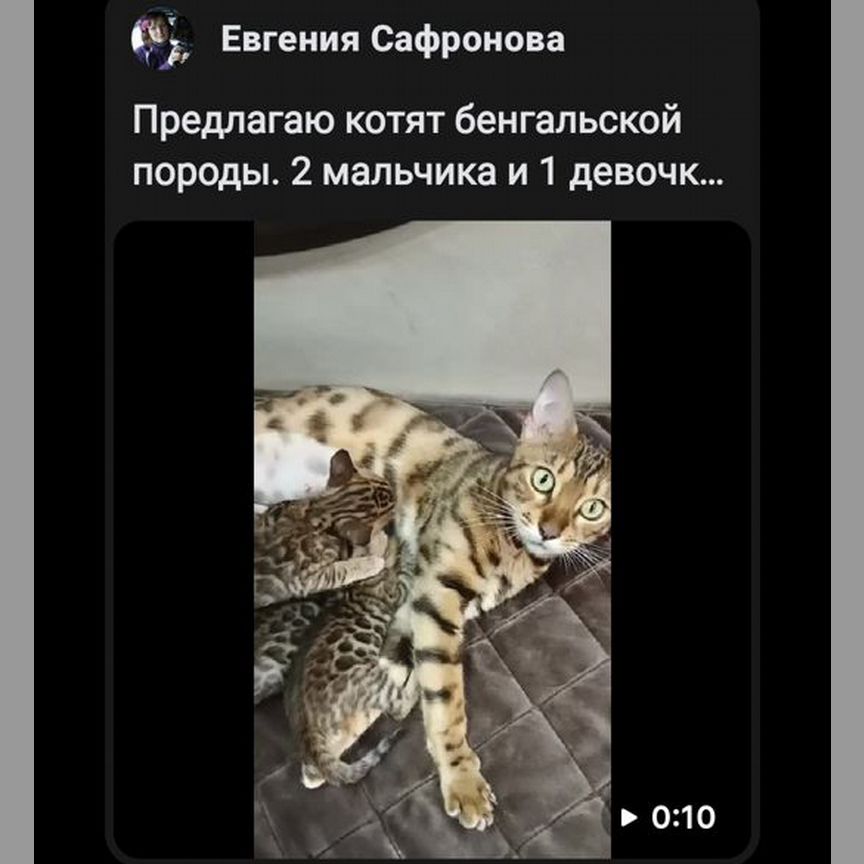 Бенгальские котята