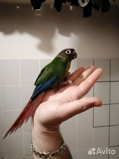 Попугай пиррура, корелла (обмен)