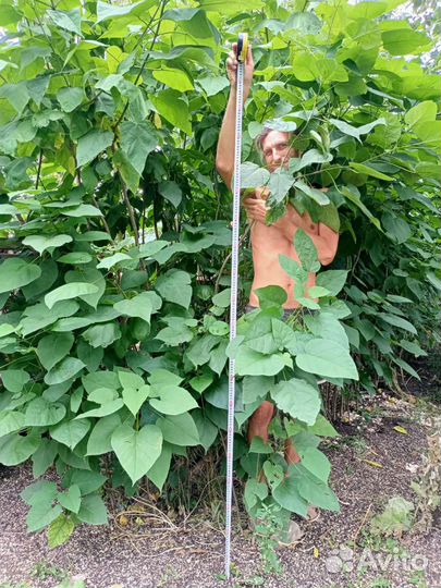 Саженцы катальпы