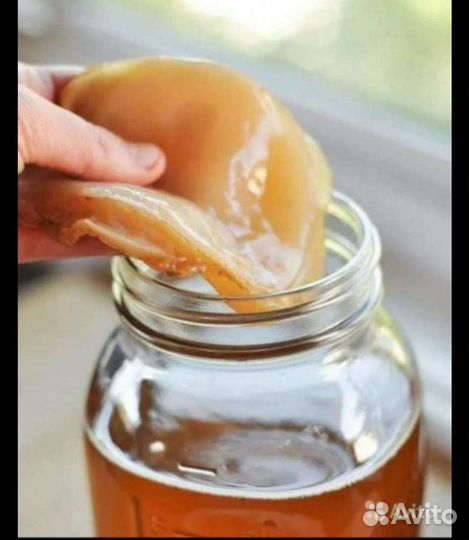 Комбуча чайный гриб