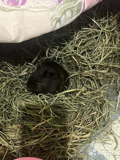 Морская свинка