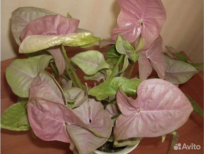 Сингониум, хойя, папортник, традиск