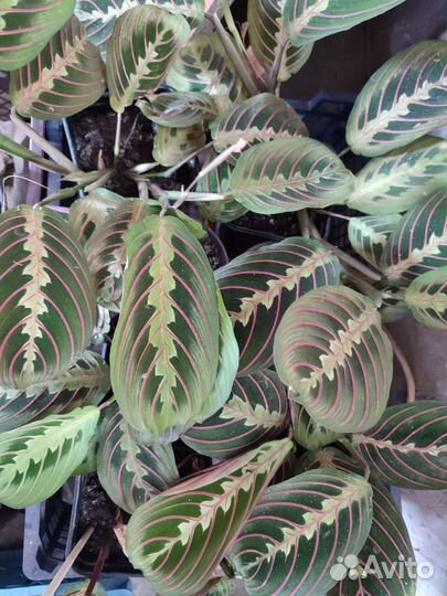 Маранта цветок