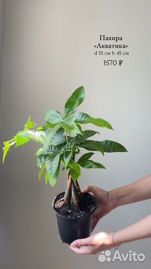 Пальмы и деревья