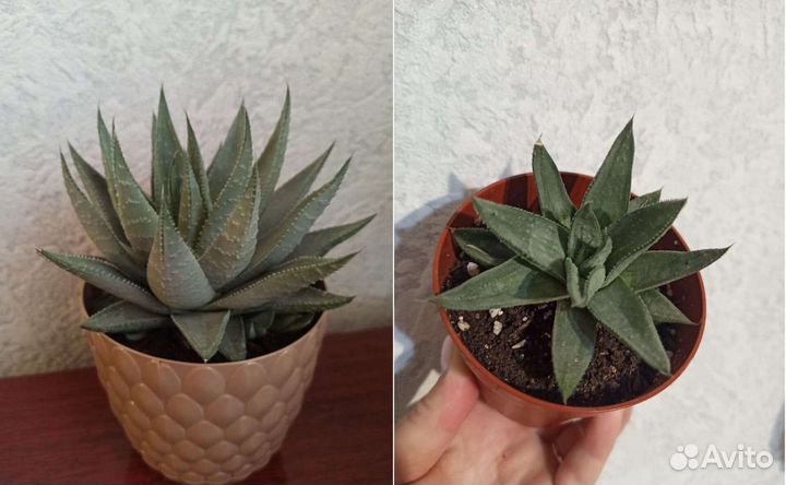 Суккулент Хавортия