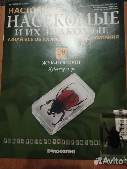 Насекомые и их знакомые. Жук-носорог