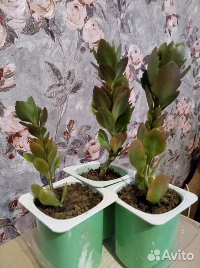 Цветы для дома