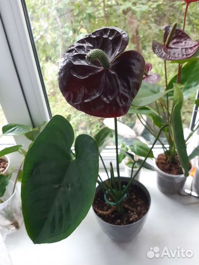 Антуриум блэк квин